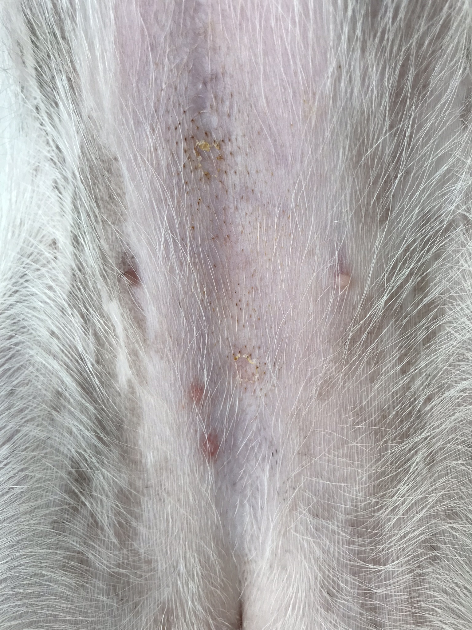 体験談 犬の病気 お腹に赤いブツブツ 湿疹 発疹 が出ました フレブルめいのリアル